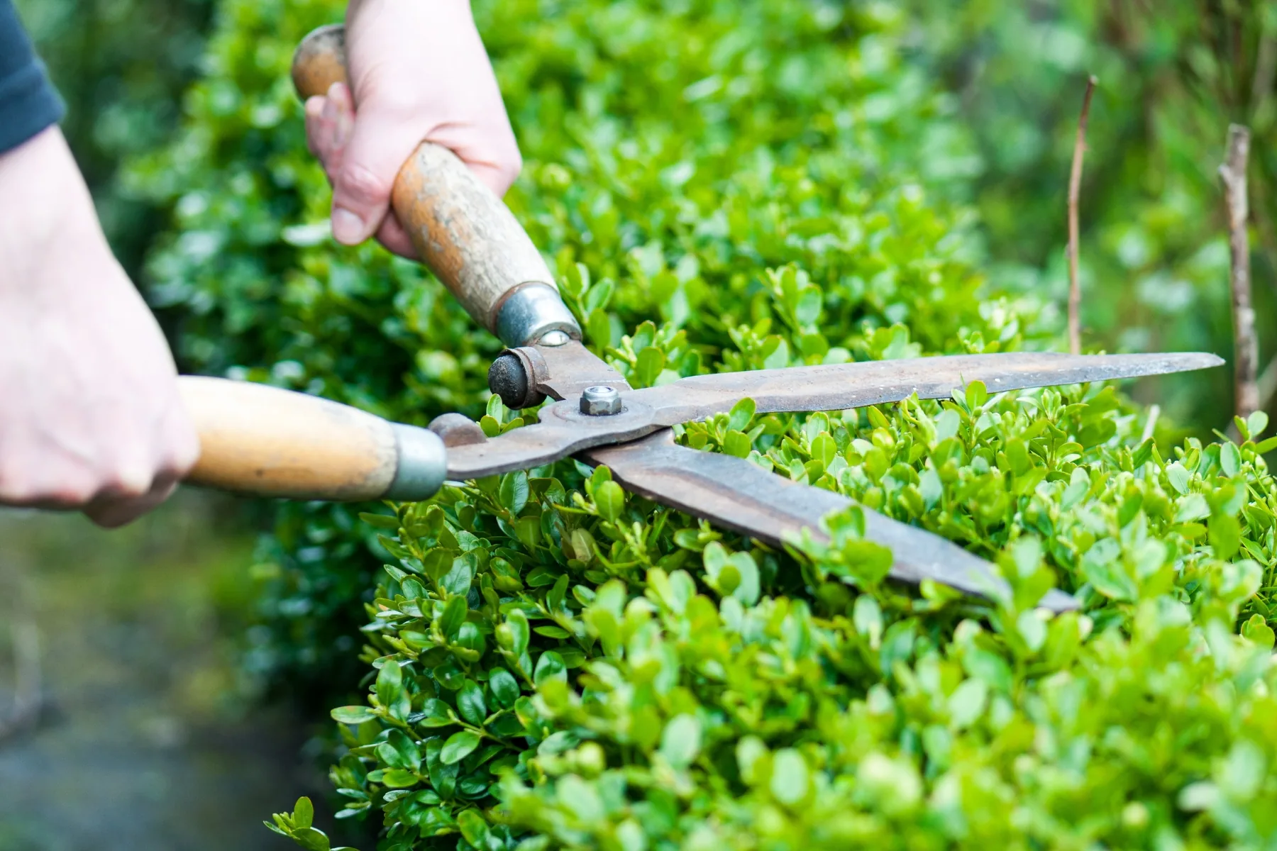 Heckenschnitt und Gartenpflege
